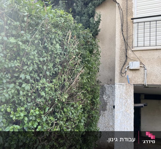 שיח ירוק גזום ליד קיר בניין